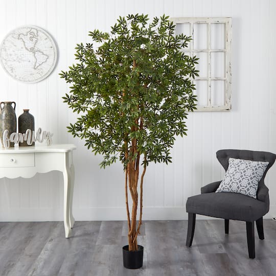 6ft. Potted Japanese Maple Silk Tree